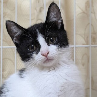 ★8/4（日）里親会参加予定「てくてく」