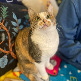 犬も猫もだいすき1歳の三毛猫みおちゃん