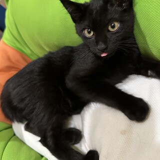 元気いっぱい遊び大好き黒猫の女の子3ヶ月