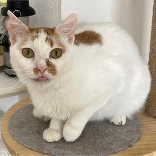 てしけちゃん♀@約2〜3歳