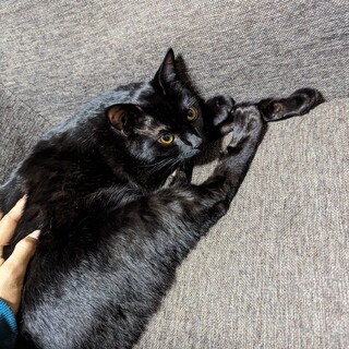 わんぱく黒猫さん