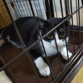 推定1歳ぽっちゃりハチワレ男子☆ハチ君