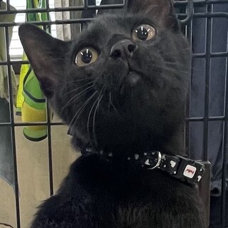 初対面でもへっちゃら黒猫男子⭐️若葉