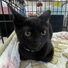 初対面でもへっちゃら黒猫男子⭐️若葉 サムネイル2