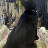 初対面でもへっちゃら黒猫男子⭐️若葉 サムネイル3