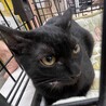 初対面でもへっちゃら黒猫男子⭐️若葉 サムネイル4