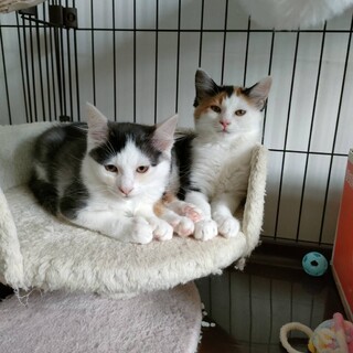 元気で可愛い長毛ほわほわ兄妹☆