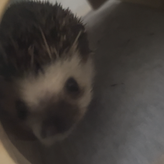 かわいいハリネズミ　男の子♂
