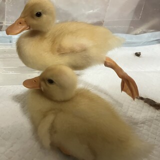 白コールダック雛2話