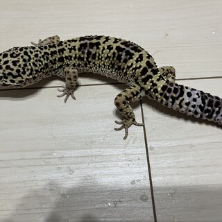 レオパ　ハイイエロー