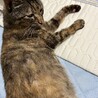 猫エイズキャリアで難治性口内炎のうずら　