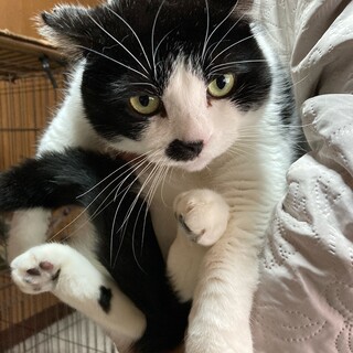 10ニャンズのずっとのおうち探し