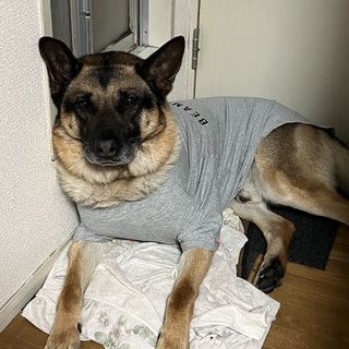 緊急で里親様募集します？