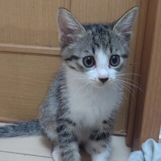 元気いっぱいのサバトラ白の子猫です