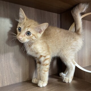 【2匹兄弟譲渡】茶トラちゃん