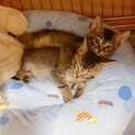 生後2ヶ月の甘えん坊さんたち