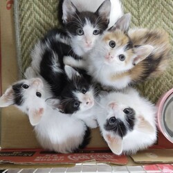 君と猫の赤い糸譲渡会 サムネイル2