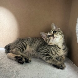 君と猫の赤い糸譲渡会 サムネイル3