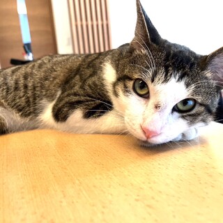 人懐っこくお返事上手な珀(ハク)くん