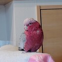 モモイロインコ女の子です
