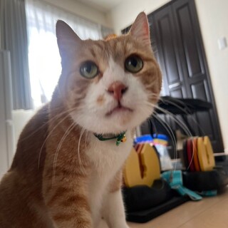 飼い主急逝のため緊急・茶トラ甘えん坊男の子10歳