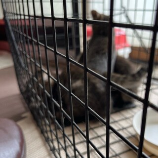 子猫3匹を保護しました‼