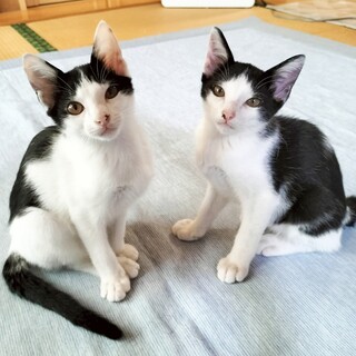 3ヶ月♂ハチワレ双子