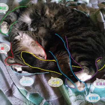 赤色：頭、緑色：左前足、青色：右前足、紫色：左後足、水色：右後足、黄色：しっぽ