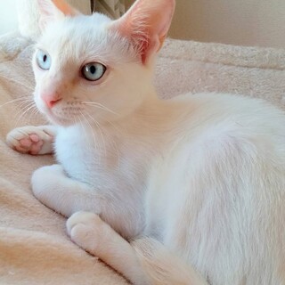 ミキッチ、ブルーアイの美男子⭐︎