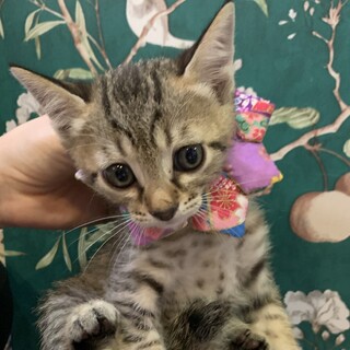 甘えん坊な男の子☆たっぷ