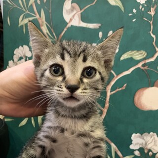 兄妹と仲良し☆ぽっぷ