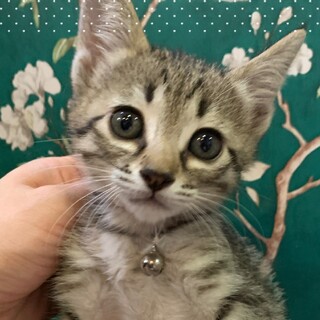 活発な女の子☆じゃず