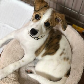 まいちゃん　雑種のメス人懐っこい性格です。