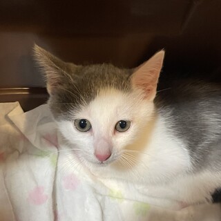 前髪のような模様のこはる