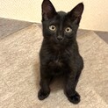 ３ヶ月の女の子　美しい黒猫ちゃんです