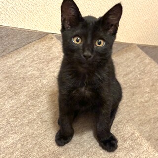 ３ヶ月の女の子　美しい黒猫ちゃんです