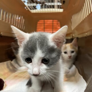 グレーの模様が特徴的☆こより