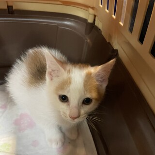 淡い色が可愛い☆こまき