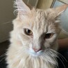 甘えん坊のイケメン猫 サムネイル4
