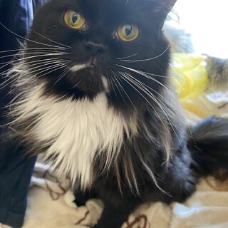 まんまるい顔と目がかわいいノルとスコのMIX