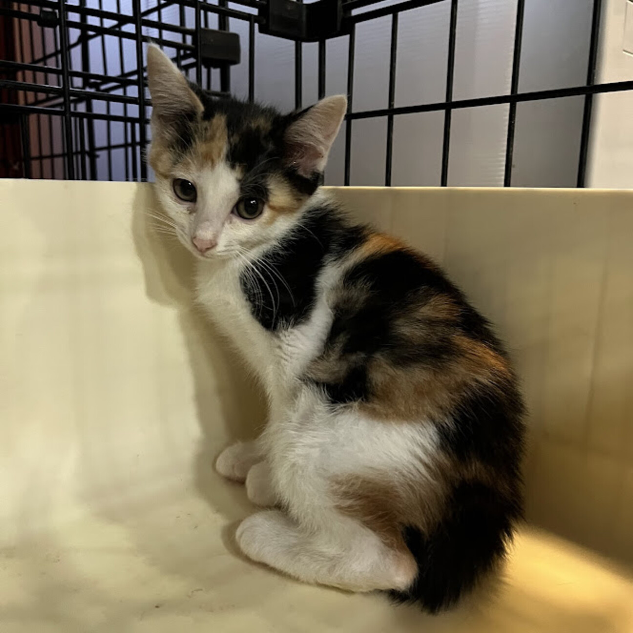 ねこさん専用/FAIRDALE RIDGEMONT「広島市引き取り限定」 ビビりな三毛猫☆みけらんじぇろ」広島県 - 猫の里親募集(494510