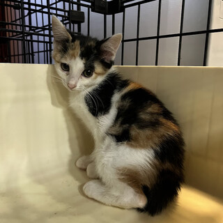 ビビりな三毛猫☆みけらんじぇろ