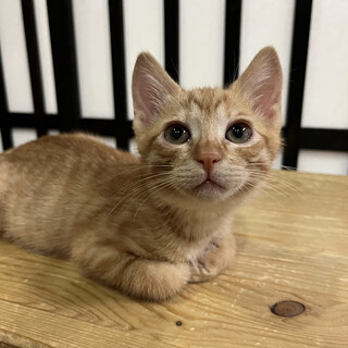 遊びが大好き☆きんた