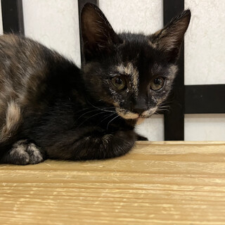 少し怖がりなくろやん