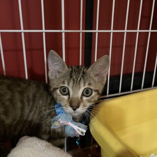 人馴れ抜群のにっち