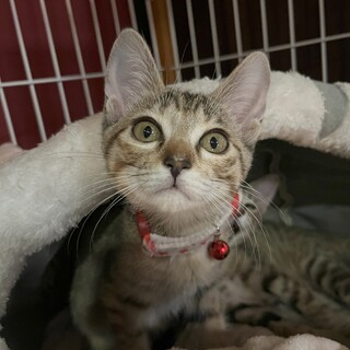 おいかけっこ大好き☆さっち