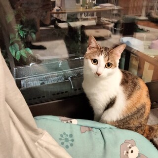 ☆美人な猫ちゃん(シャチョウ)☆