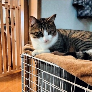 ☆癒し系猫くん(センム)☆