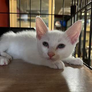 ごはん大好き☆ころん