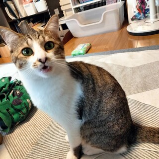 ‪☆甘えん坊猫くん(ヒラ)☆